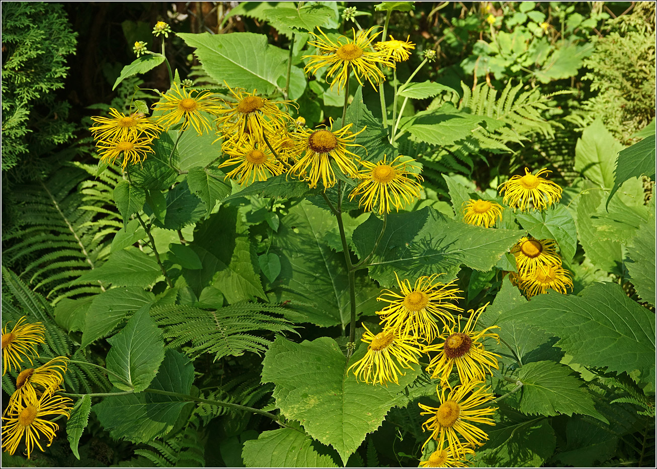 Image of Telekia speciosa specimen.