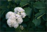 Thalictrum aquilegiifolium