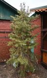 Abies concolor