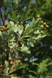 Crataegus monogyna
