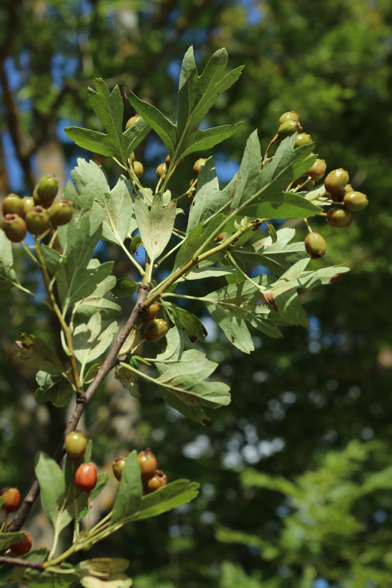 Image of Crataegus monogyna specimen.