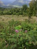 Eupatorium cannabinum