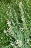 Oxytropis pilosissima