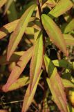 Solidago canadensis. Листья, принимающие осеннюю окраску. Беларусь, Витебская обл., окр. пос. Езерище, выкашиваемый суходольный луг. 29.08.2024.