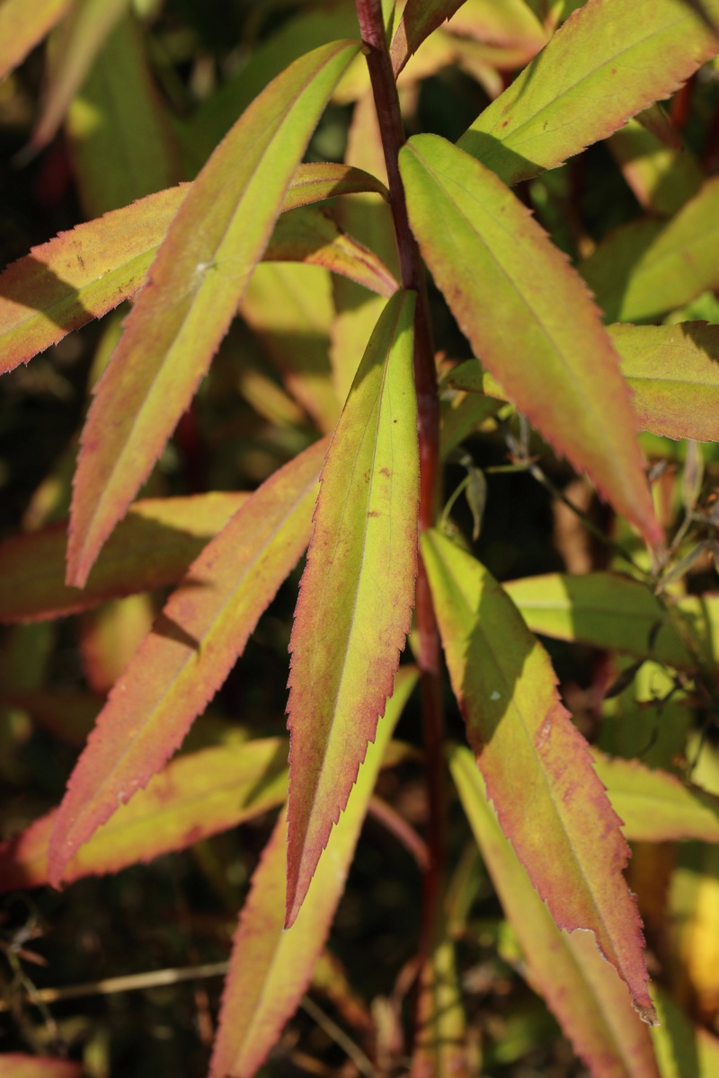 Изображение особи Solidago canadensis.