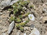 Cerastium lanatum