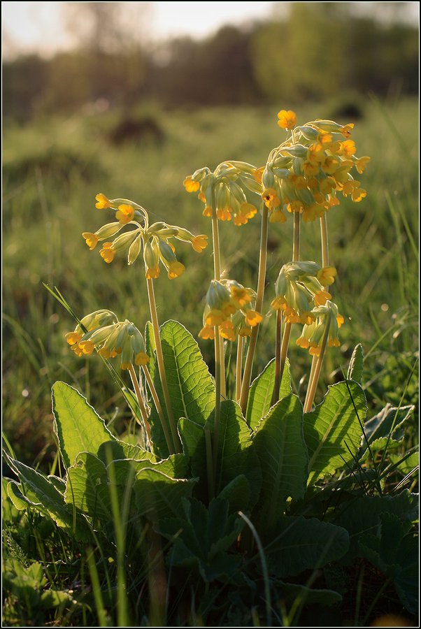 Изображение особи Primula veris.