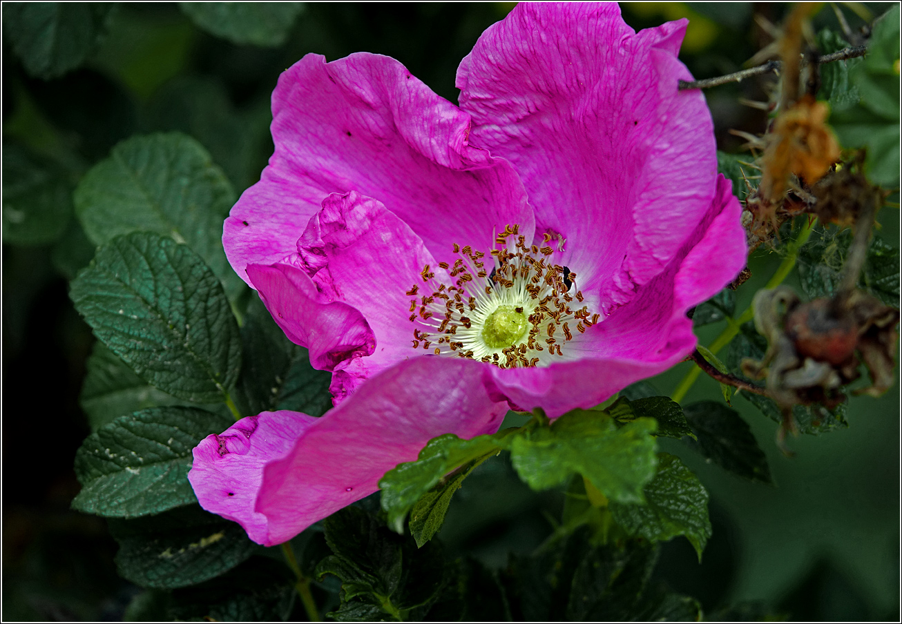Image of Rosa rugosa specimen.