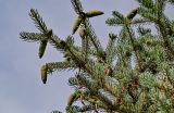 Picea meyeri. Верхушки ветвей с созревающими шишками и микростробилами. Китай, пров. Ганьсу, г. Чжанъе, в культуре. 03.06.2025.
