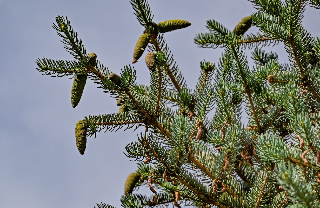 Image of Picea meyeri specimen.
