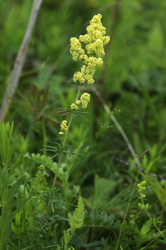 Image of Galium verum ssp. asiaticum specimen.