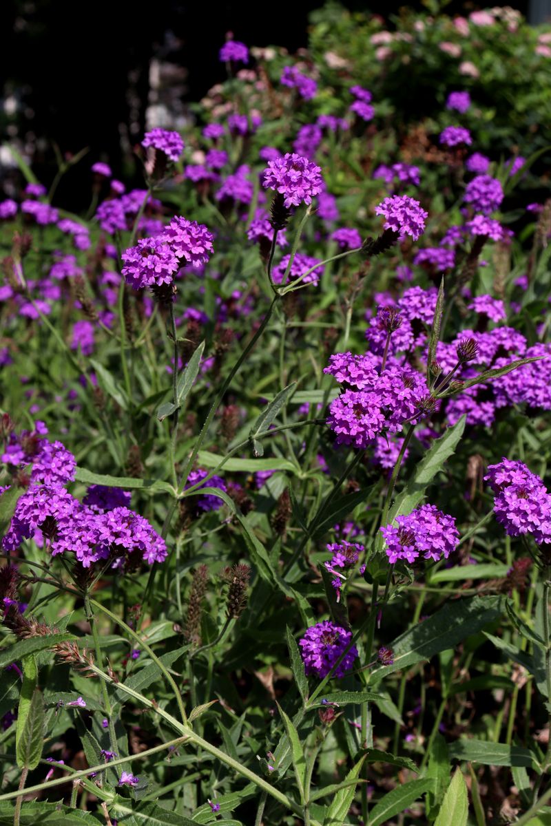 Image of Verbena rigida specimen.