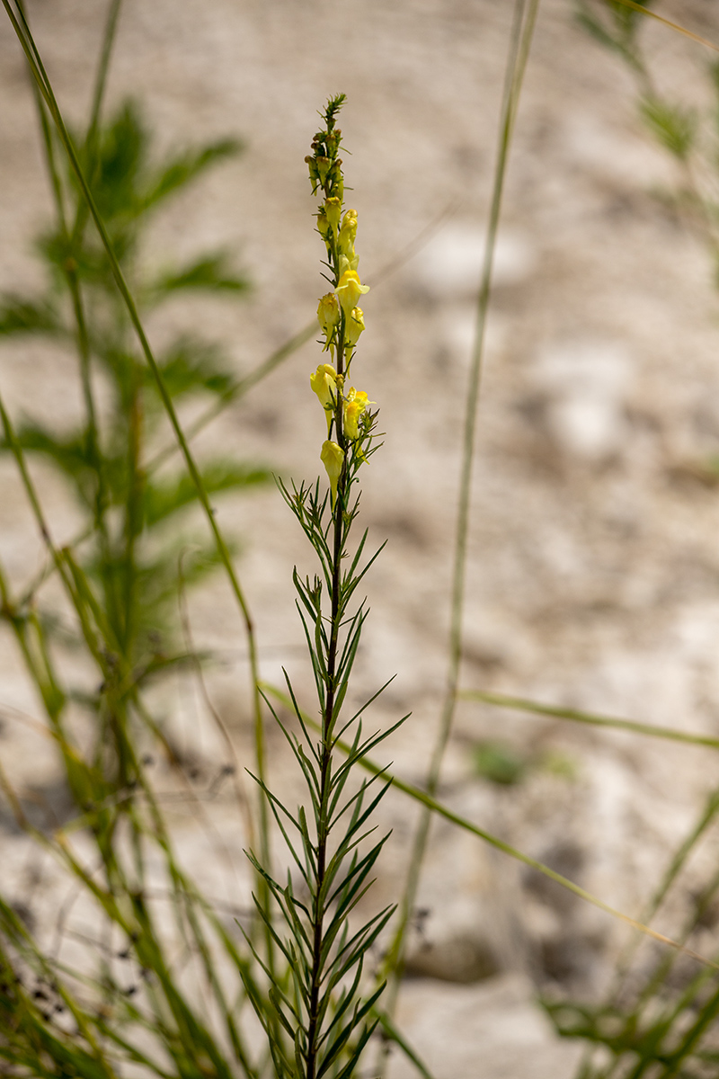 Изображение особи род Linaria.