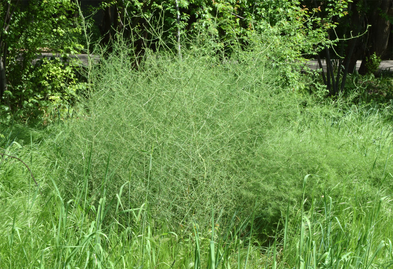 Image of Asparagus brachyphyllus specimen.