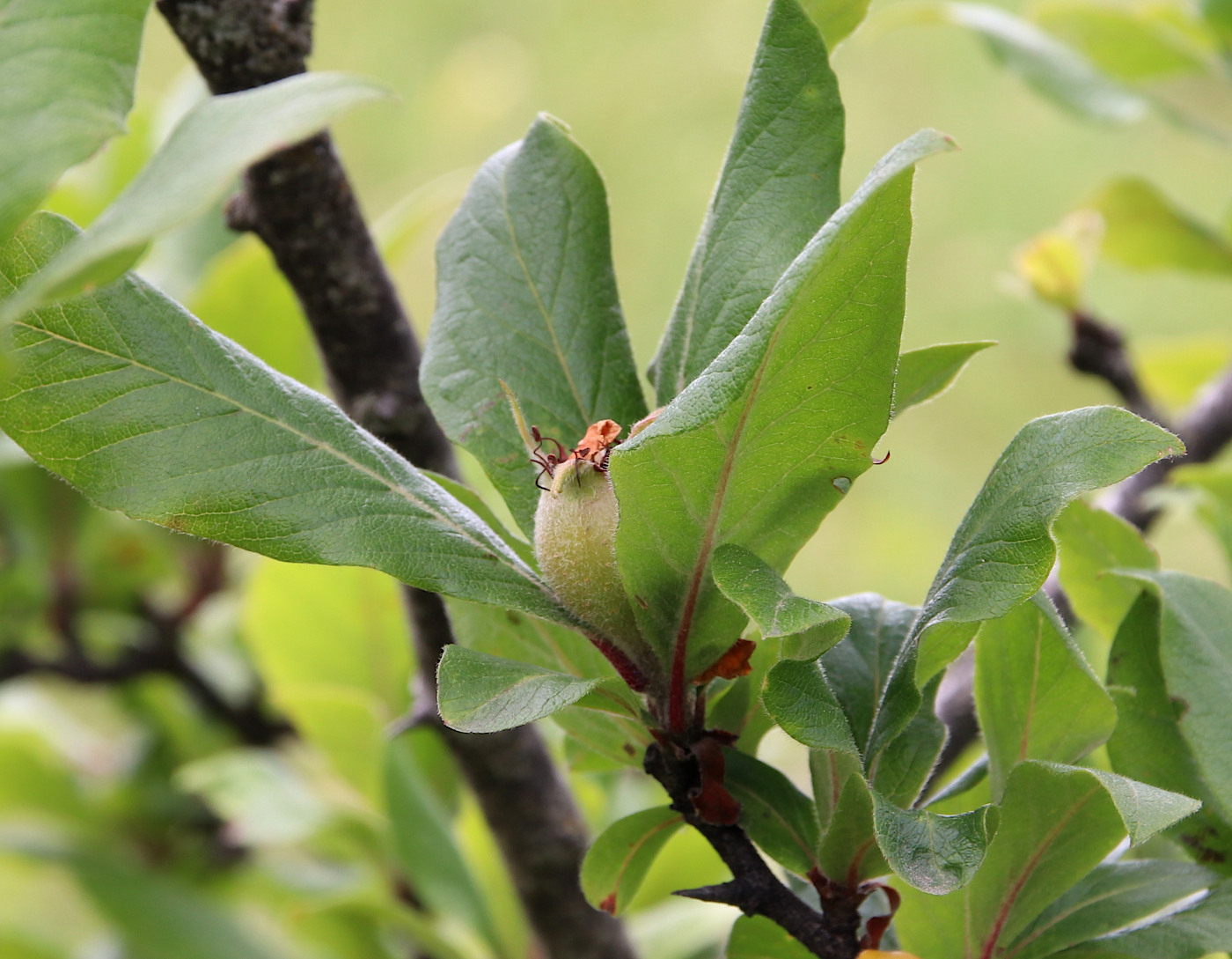 Image of Mespilus germanica specimen.