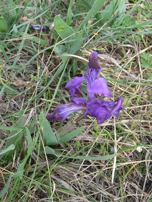 Image of Iris pumila specimen.