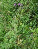 genus Cirsium