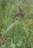 Setaria verticillata