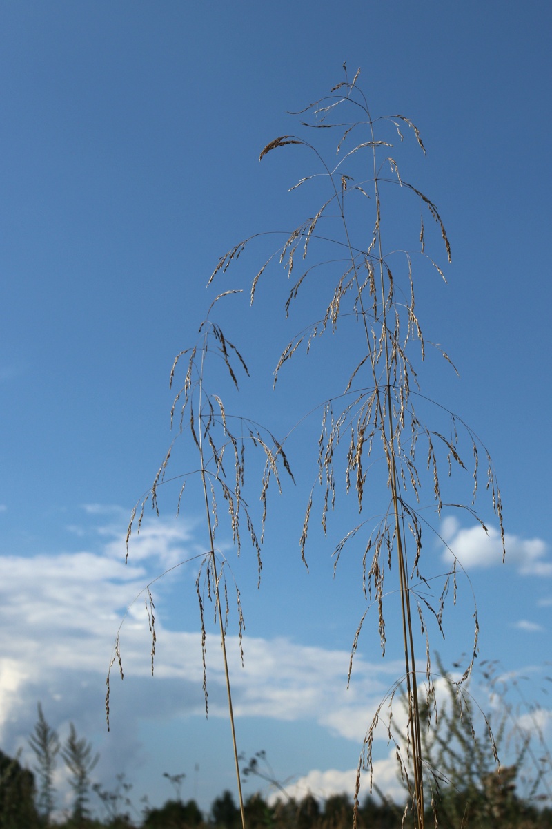Image of Deschampsia cespitosa specimen.