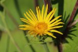 Inula helenium