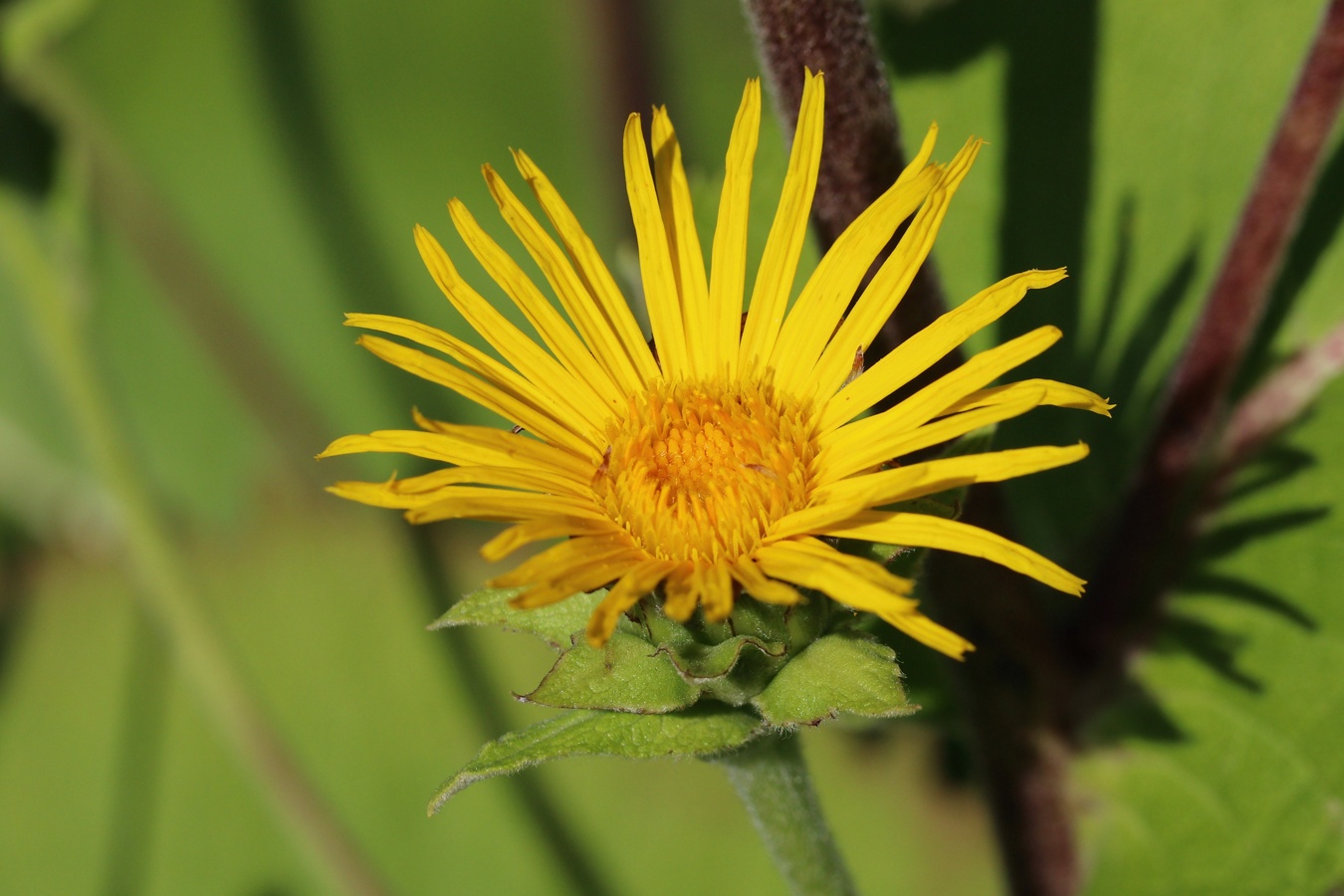 Image of Inula helenium specimen.
