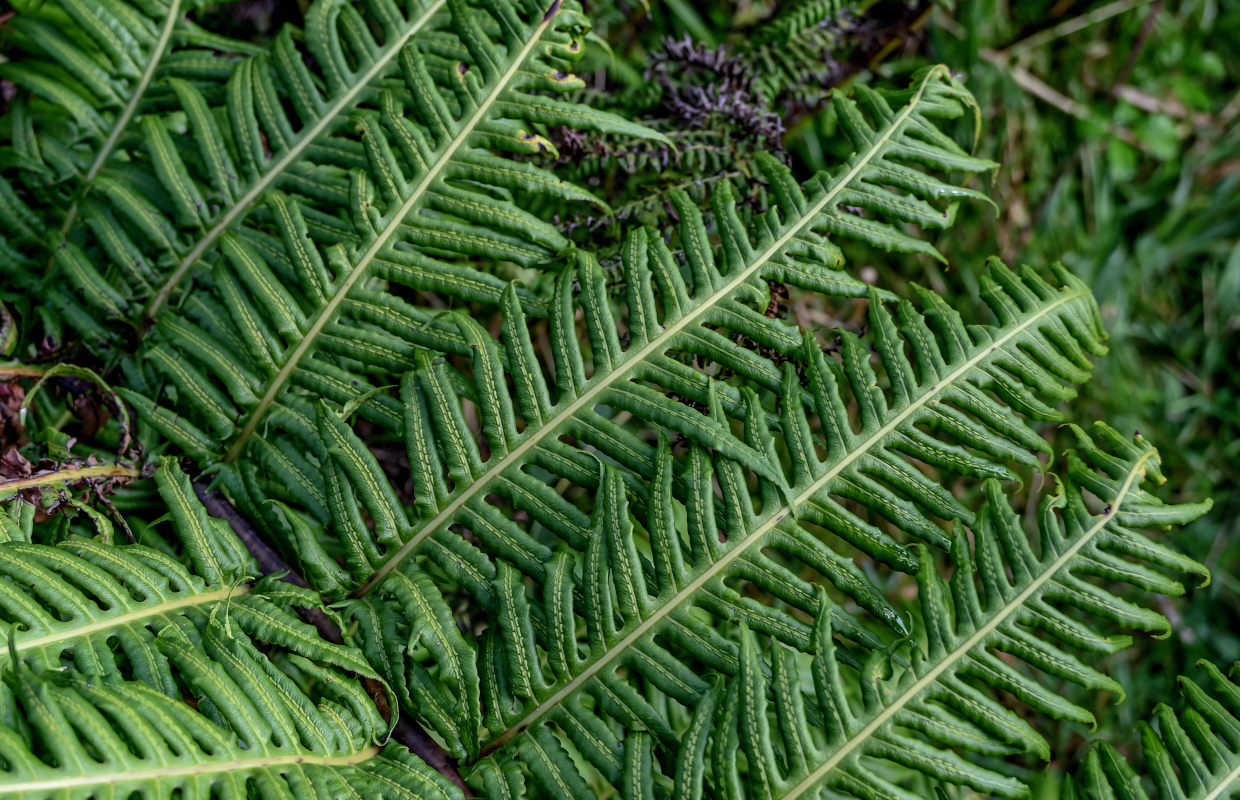 Изображение особи Woodwardia radicans.