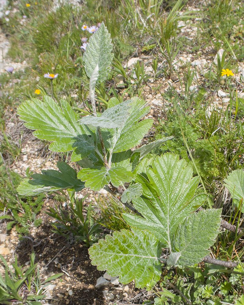 Image of Sorbus caucasica specimen.