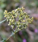 Thalictrum lucidum. Соплодие с незрелыми плодами. Московская обл., г. Подольск, опушка леса. 27.08.2025.