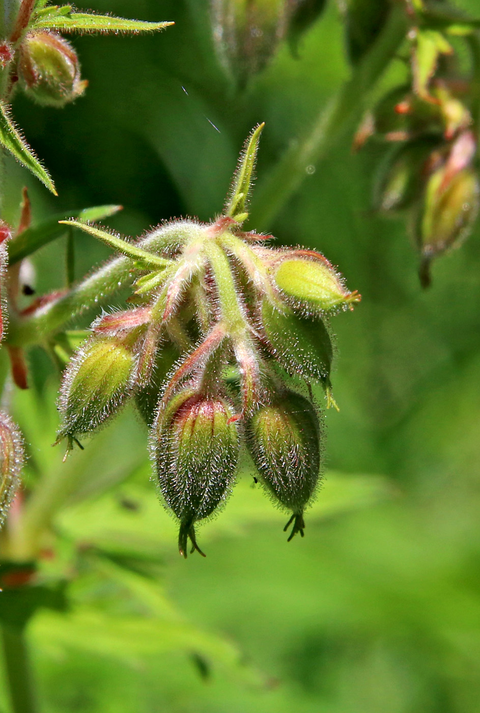 Image of Geranium pratense specimen.