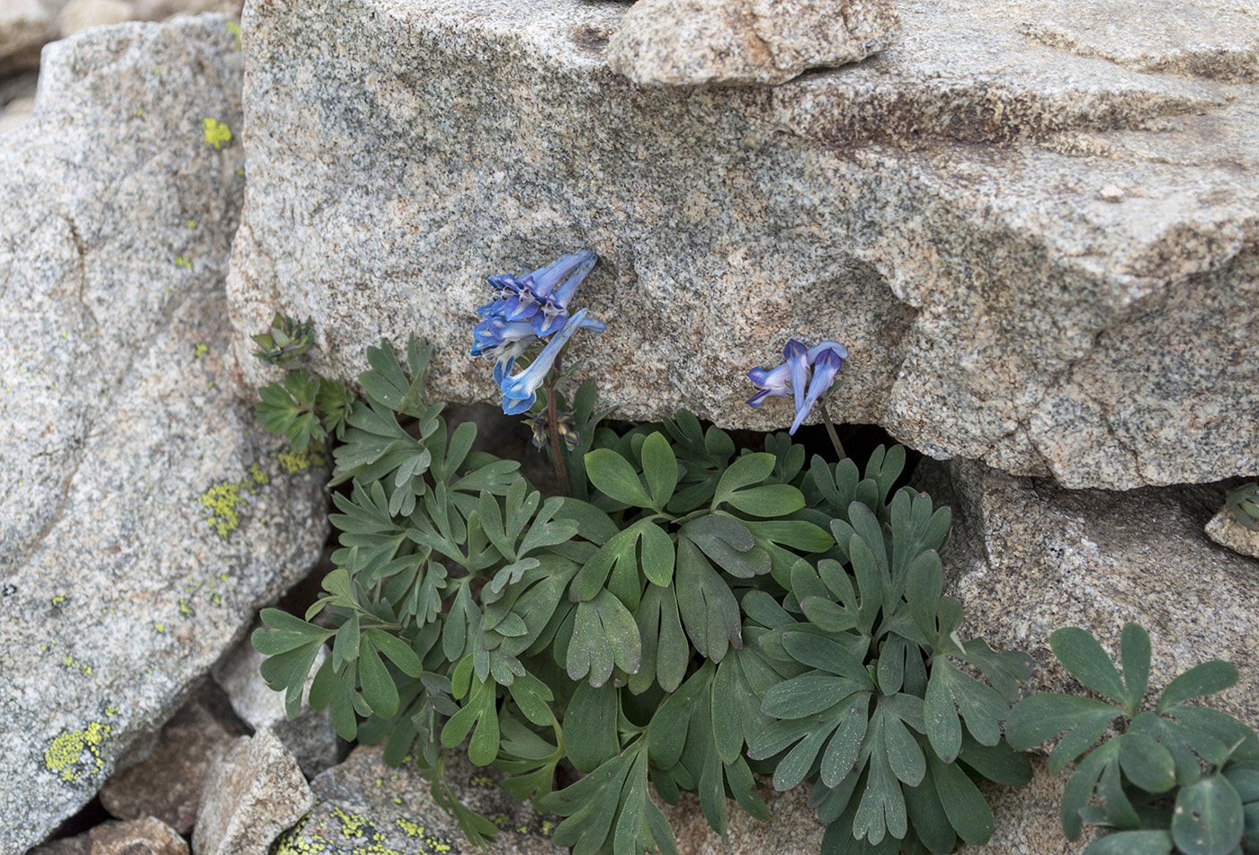 Image of Corydalis emanueli specimen.