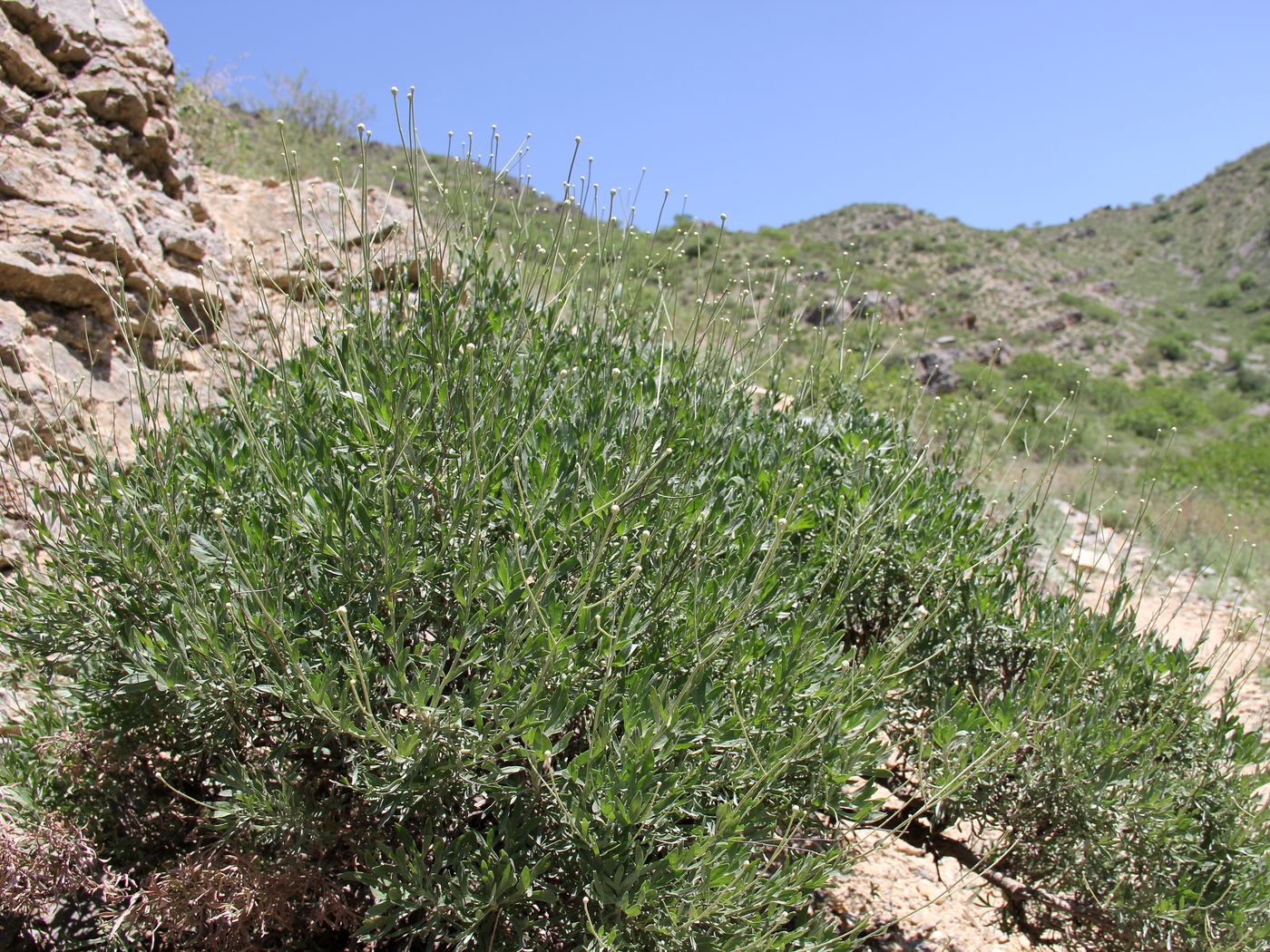 Image of Lepidolopha mogoltavica specimen.