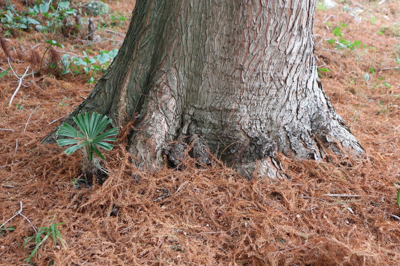 Image of Taxodium distichum specimen.
