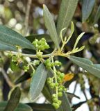 Olea europaea. Верхушка веточки с соплодиями с незрелыми плодами. Испания, автономное сообщество Кастилия и Леон, пров. Леон, г. Леон, озеленение. Июль.
