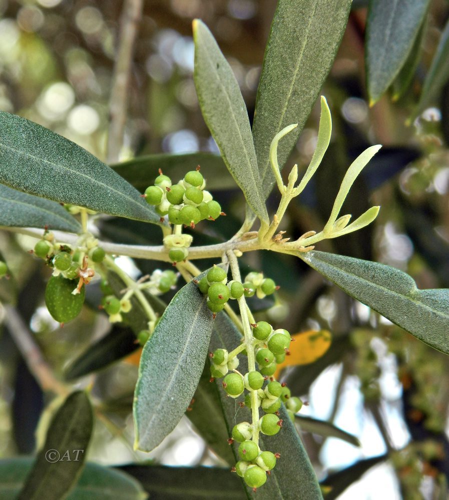 Image of Olea europaea specimen.