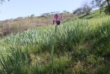 Iris stolonifera. Цветущее растение. Узбекистан, Сурхандарьинская обл., гора Бабатаг, восточная сторона кишлака Чагам, до водораздельной части хр. Боботаг, ок. 1300 м н.у.м., саванноидное сообщество. 12.04.2025.