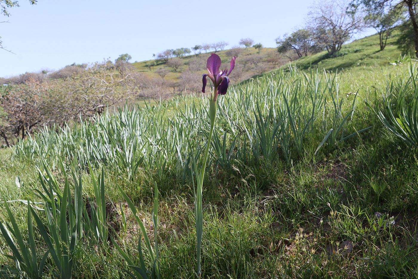Изображение особи Iris stolonifera.