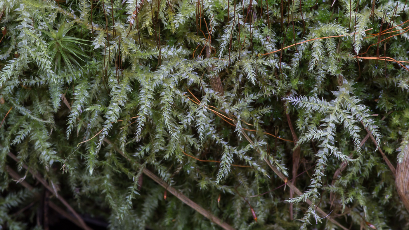 Изображение особи семейство Brachytheciaceae.