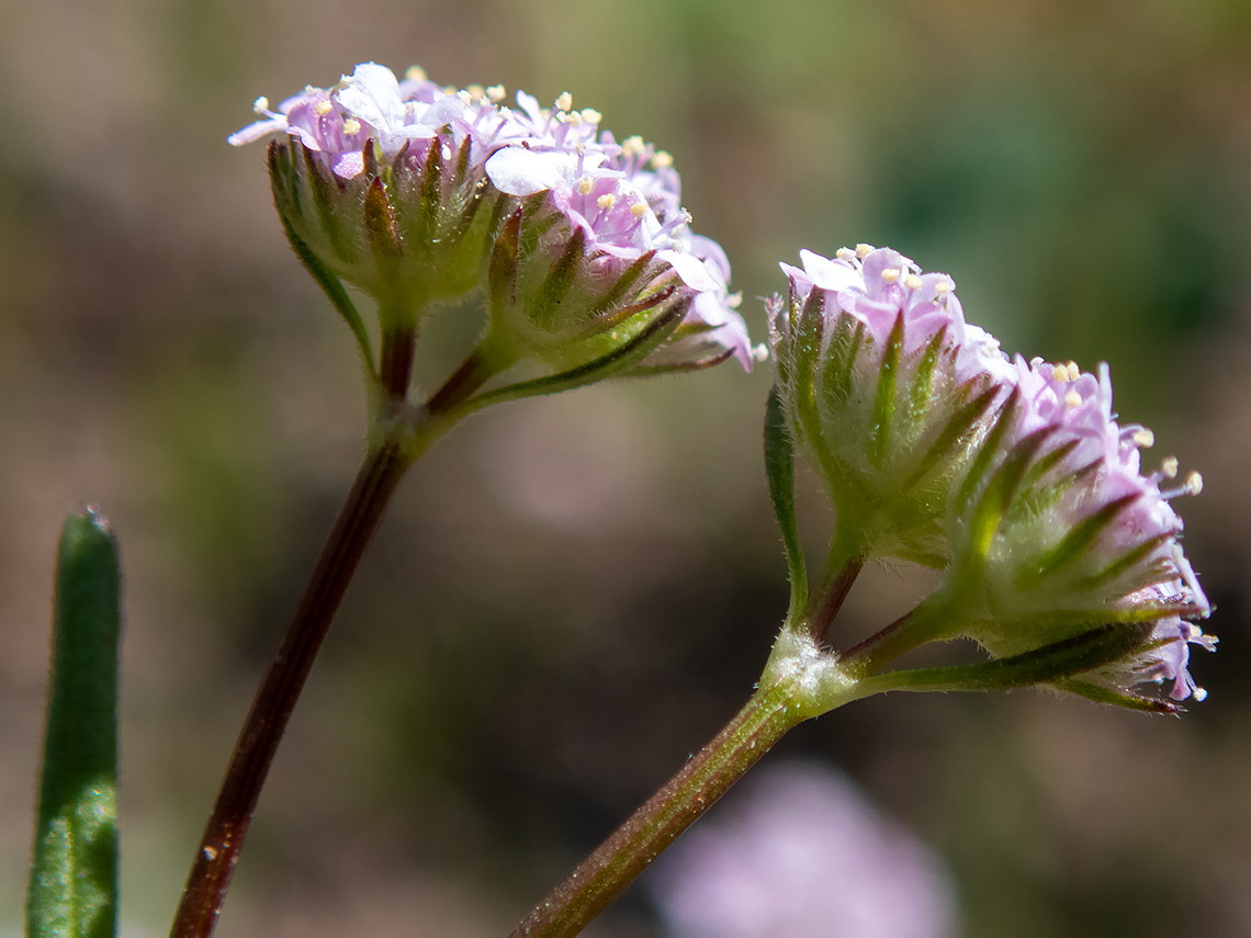 Image of Valerianella coronata specimen.