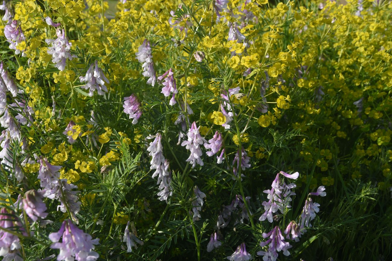 Image of genus Vicia specimen.