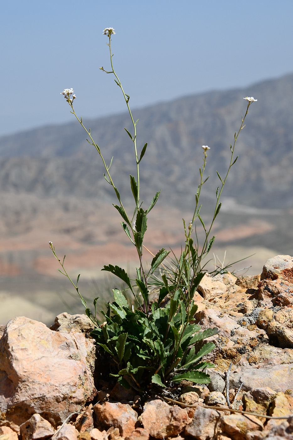 Изображение особи Lepidium ferganense.