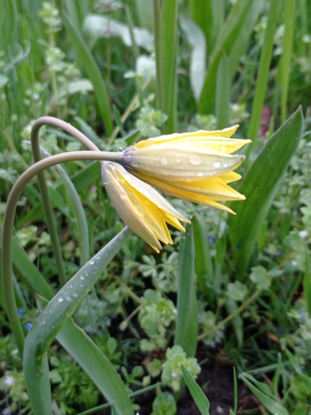 Изображение особи Tulipa biebersteiniana.