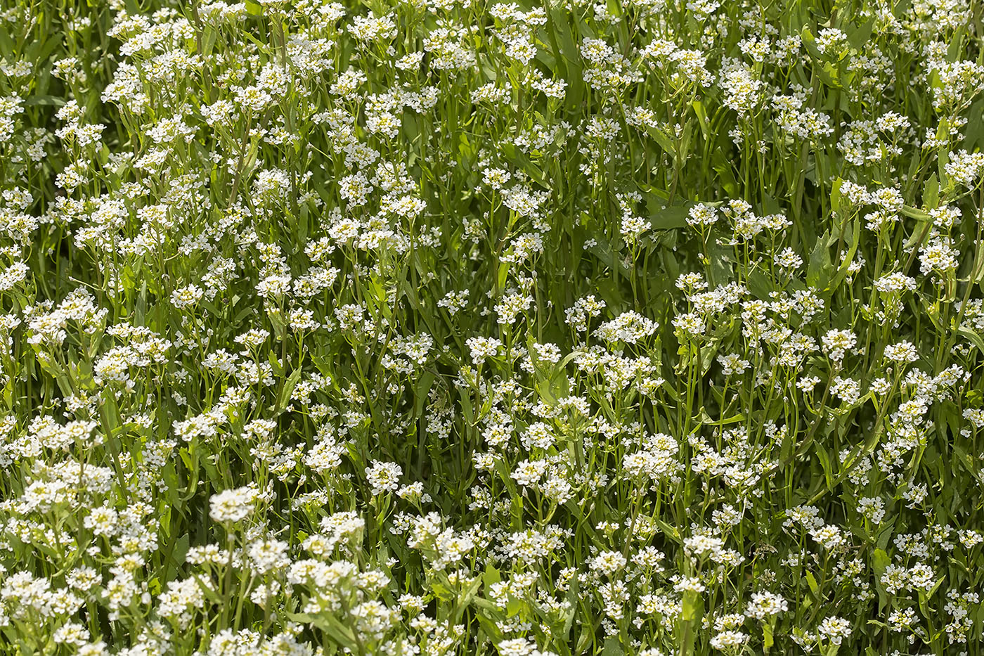 Изображение особи Calepina irregularis.