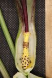 Arum elongatum. Вскрытое соцветие (часть покрывала удалена) с насекомыми. Краснодарский край, м/о город-курорт Геленджик, окр. с. Возрождение, широколиственный лес. 2 мая 2026 г.