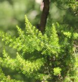 род Erica. Побеги. Краснодарский край, Черноморское побережье Кавказа, г. Сочи, Дендрарий. 7 июня 2016 г.