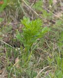 Смотреть изображение Dictamnus caucasicus