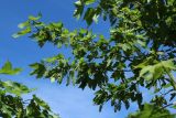 Acer pseudoplatanus. Цветущая ветвь. Санкт-Петербург, Кировский р-н, двор жилого дома, декоративное озеленение. 25.05.2026.