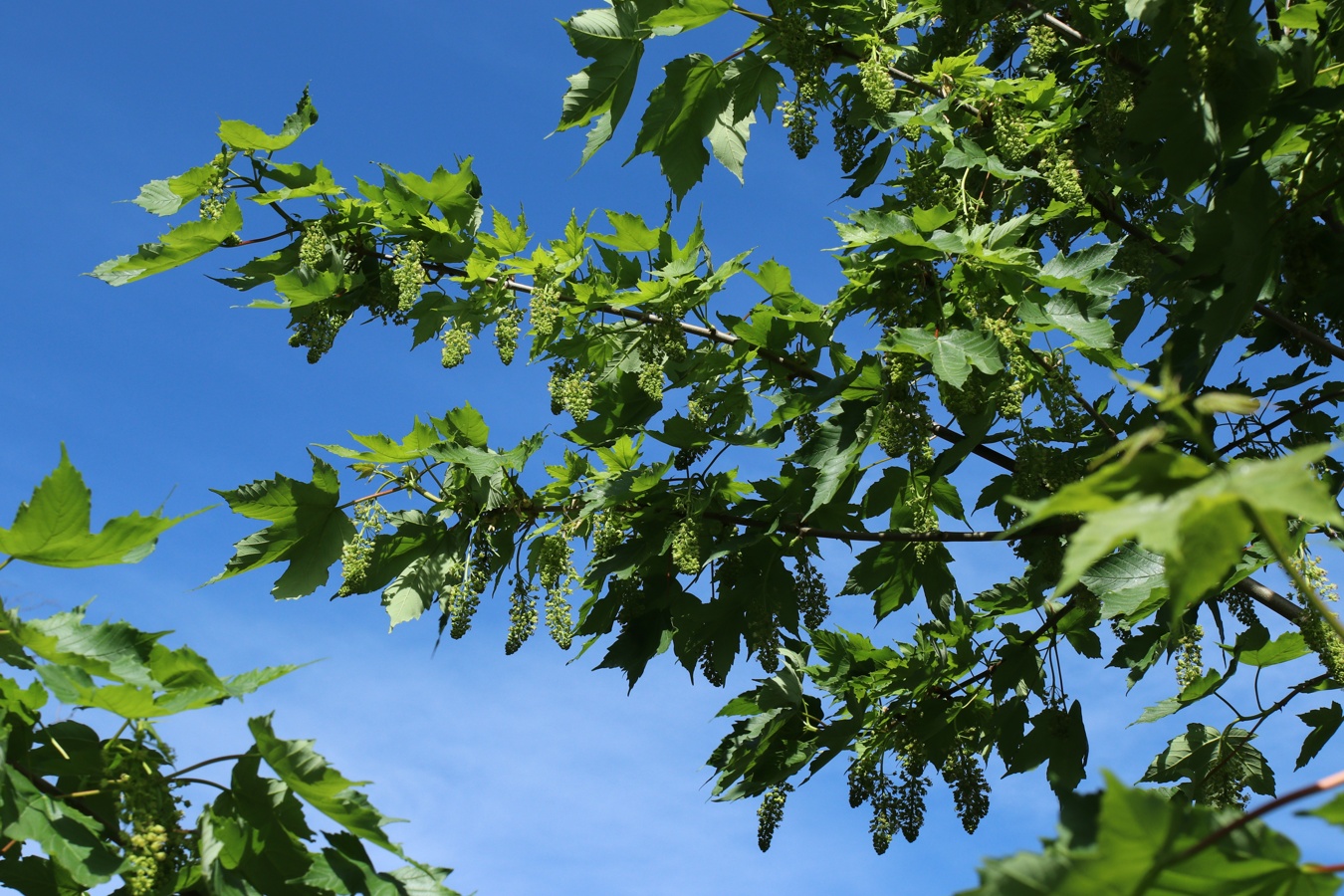 Изображение особи Acer pseudoplatanus.