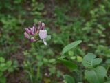 Lonicera caprifolium