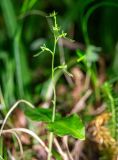 Listera pinetorum