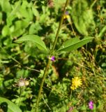 Succisa pratensis